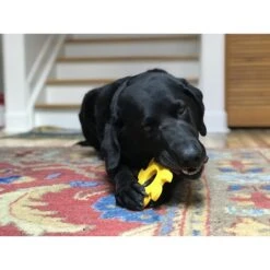 SodaPup Nylon Circular Saw Chew Dog Toy 14 SodaPup Nylon Circular Saw Chew Dog Toy -PetSafe Kong Shop 347040 PT6. AC SS1800 V1638339723