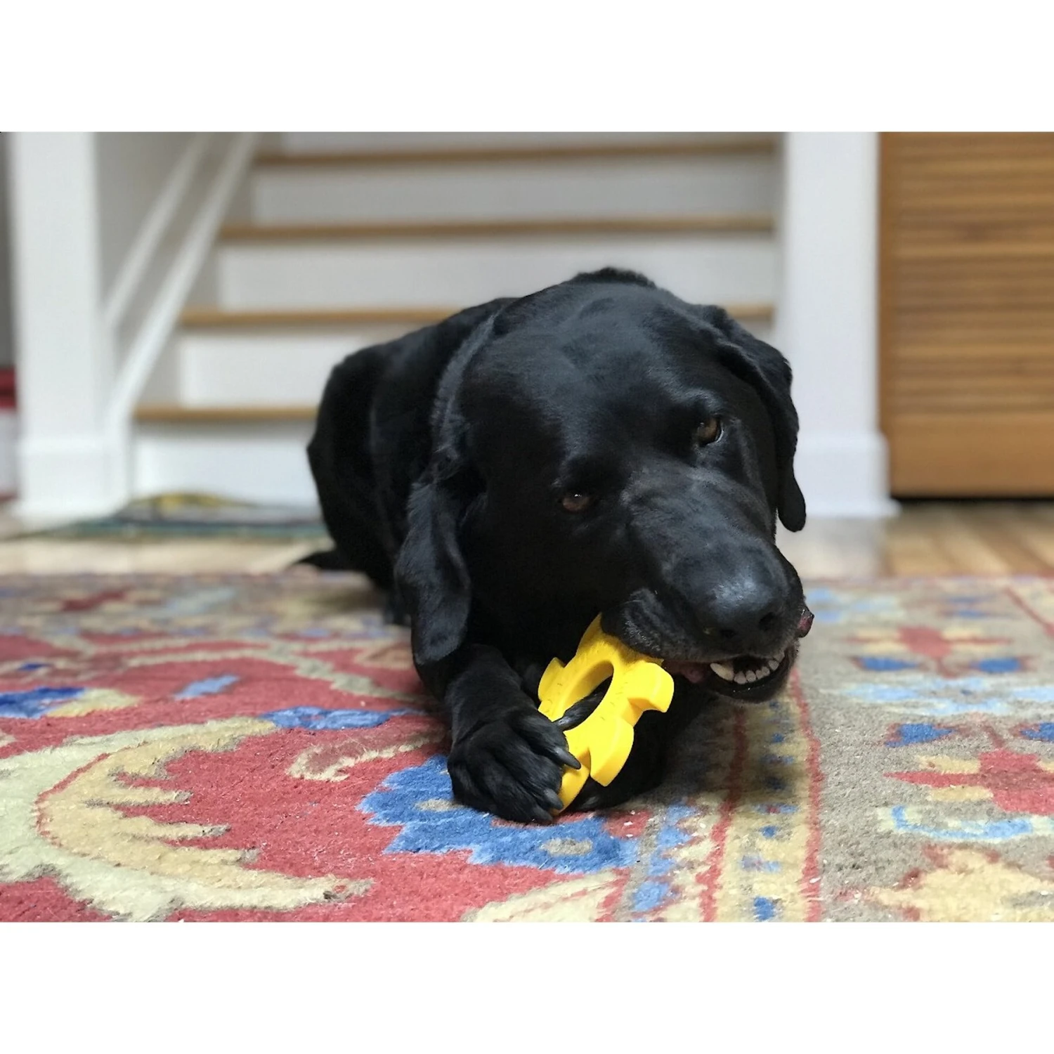 SodaPup Nylon Circular Saw Chew Dog Toy 7 SodaPup Nylon Circular Saw Chew Dog Toy - Image 7