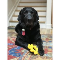 SodaPup Nylon Circular Saw Chew Dog Toy 15 SodaPup Nylon Circular Saw Chew Dog Toy -PetSafe Kong Shop 347040 PT7. AC SS1800 V1638340645