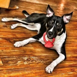 SodaPup Nylon Diamond Teething Ring Chew Dog Toy -PetSafe Kong Shop 347046 PT2. AC SS1800 V1638339423