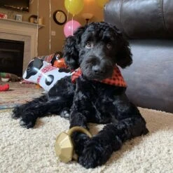 SodaPup Nylon Diamond Teething Ring Chew Dog Toy -PetSafe Kong Shop 347046 PT4. AC SS1800 V1638340375