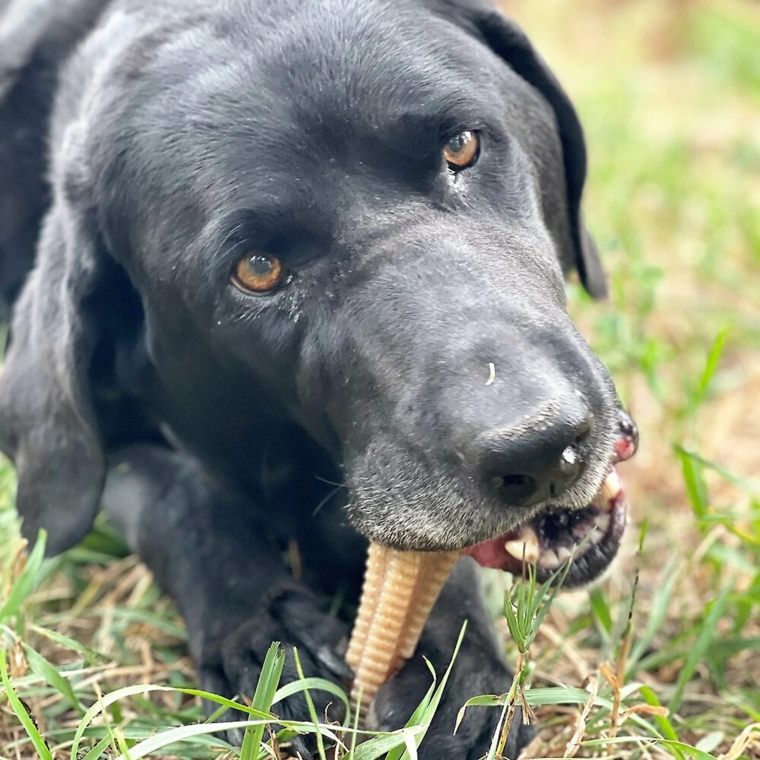 SodaPup Nylon Honey Bone Dental Tower Chew Dog Toy 5 SodaPup Nylon Honey Bone Dental Tower Chew Dog Toy - Image 5