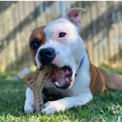 SodaPup Nylon Mod Wishbone Chew & Enrichment Dog Toy -PetSafe Kong Shop 347068 PT5. AC SS1800 V1638340913