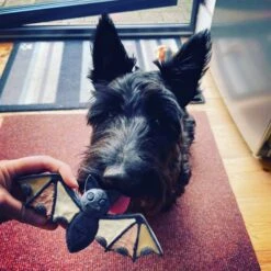 SodaPup Nylon Vampire Bat Chew Dog Toy -PetSafe Kong Shop 347095 PT5. AC SS1800 V1638341497