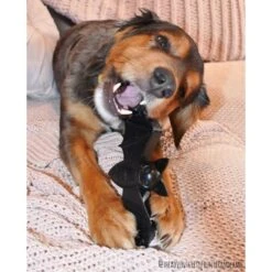 SodaPup Nylon Vampire Bat Chew Dog Toy -PetSafe Kong Shop 347095 PT8. AC SS1800 V1638341526