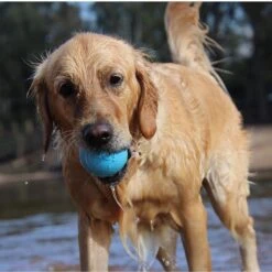 SodaPup TPE Wag Ball Chew & Retrieving Toy -PetSafe Kong Shop 347131 PT2. AC SS1800 V1638341206