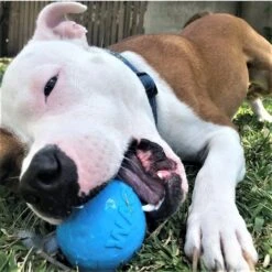 SodaPup TPE Wag Ball Chew & Retrieving Toy -PetSafe Kong Shop 347131 PT5. AC SS1800 V1638336986