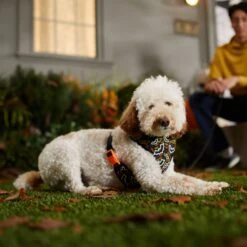 Frisco Halloween Over-The-Head Reflective Bat Wing Vest Harness -PetSafe Kong Shop 347515 PT7. AC SS1800 V1657657091