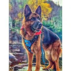 Headlight Harness Double Handle Reflective Dog Leash, 6-ft -PetSafe Kong Shop 358123 PT3. AC SS1800 V1644253856