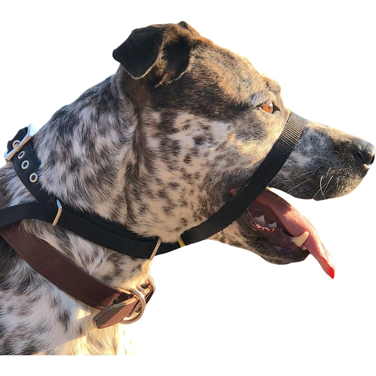 Canny No Pull Padded Dog Training Head Collar 2 Canny No Pull Padded Dog Training Head Collar - Image 2