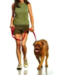 Canny No Pull Padded Dog Training Head Collar 11 Canny No Pull Padded Dog Training Head Collar -PetSafe Kong Shop 359462 PT3. AC SS1800 V1642719408