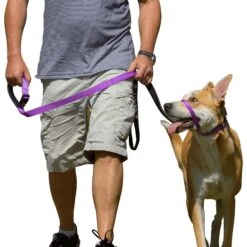 Canny No Pull Padded Dog Training Head Collar 12 Canny No Pull Padded Dog Training Head Collar -PetSafe Kong Shop 359462 PT4. AC SS1800 V1642720026