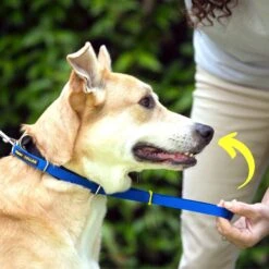 Canny No Pull Padded Dog Training Head Collar 15 Canny No Pull Padded Dog Training Head Collar -PetSafe Kong Shop 359462 PT7. AC SS1800 V1642718184