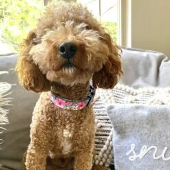 FearLess Pet Safe Cinch Dog Collar -PetSafe Kong Shop 362479 PT8. AC SS1800 V1693237080