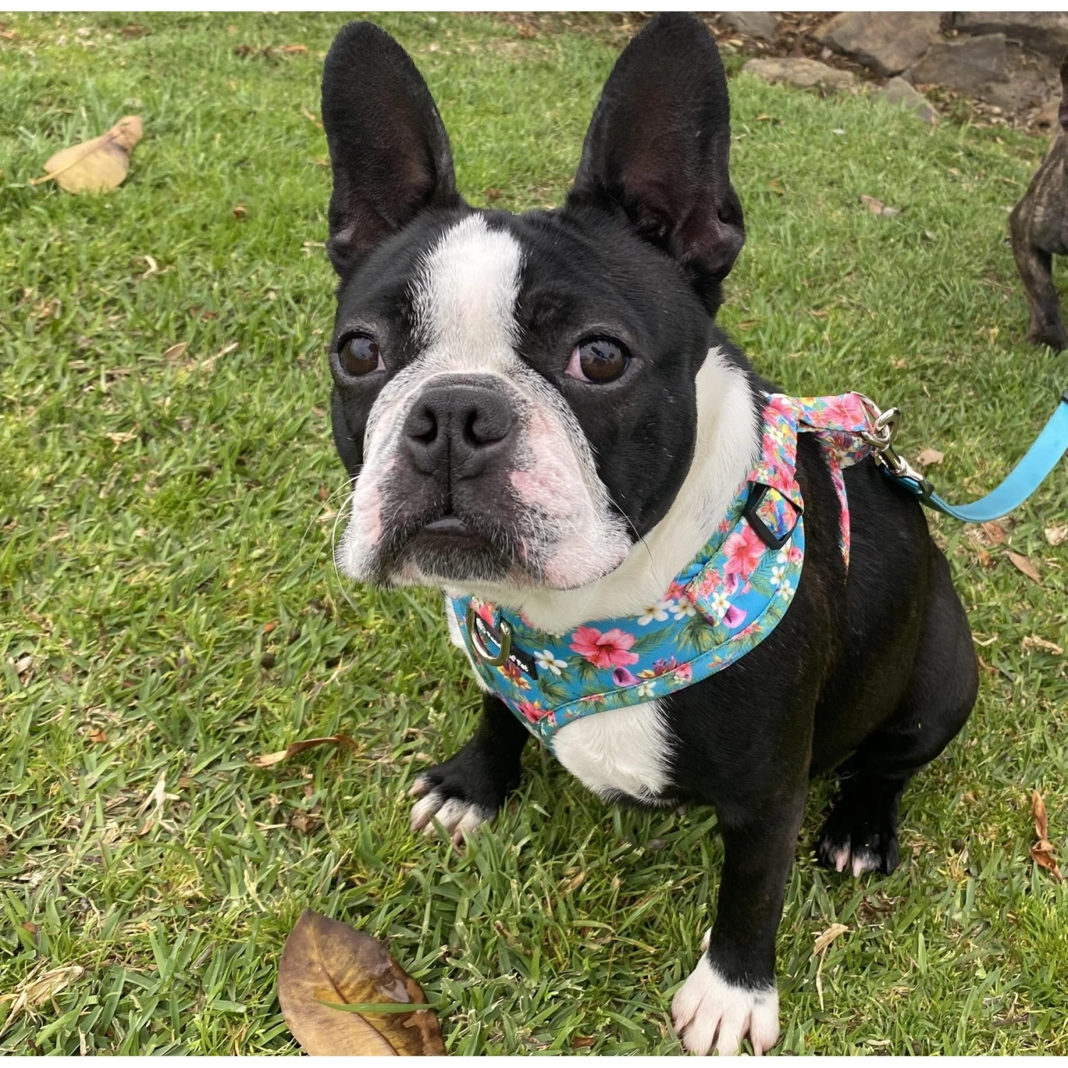 FearLess Pet Adjustable No Pull No Escape Neoprene Dog Harness 4 FearLess Pet Adjustable No Pull No Escape Neoprene Dog Harness - Image 4