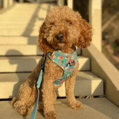 FearLess Pet Adjustable No Pull No Escape Neoprene Dog Harness 17 FearLess Pet Adjustable No Pull No Escape Neoprene Dog Harness -PetSafe Kong Shop 362491 PT8. AC SS1800 V1692976612