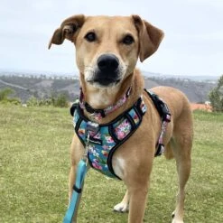 FearLess Pet Heavy Duty Padded Adjustable No Pull No Escape Dog Harness -PetSafe Kong Shop 362501 PT3. AC SS1800 V1692382555