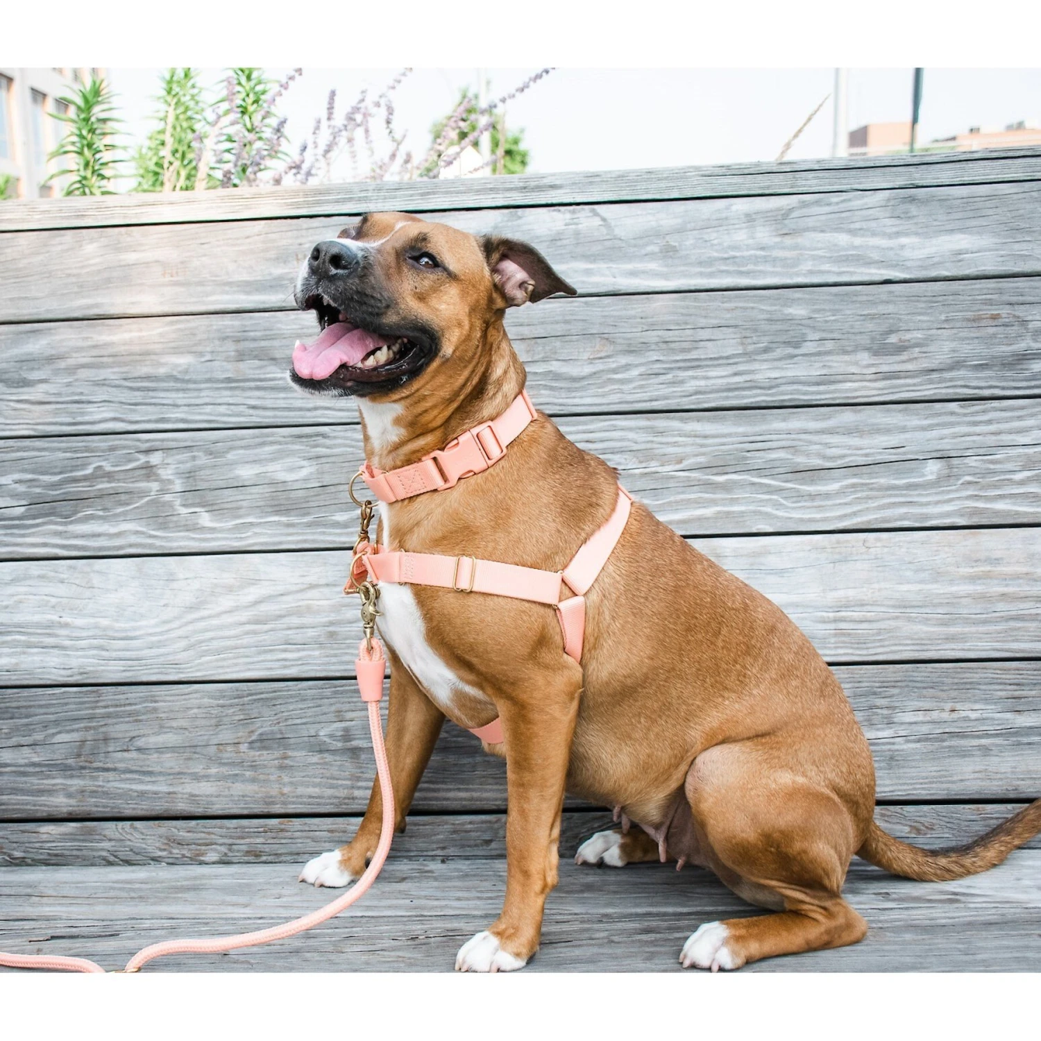 Awoo Roam No Pull Dog Harness 4 Awoo Roam No Pull Dog Harness - Image 4