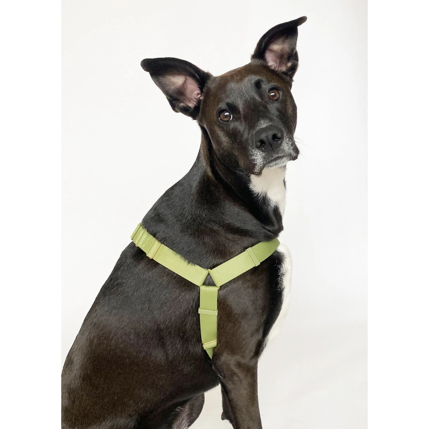 Awoo Roam No Pull Dog Harness 5 Awoo Roam No Pull Dog Harness - Image 5