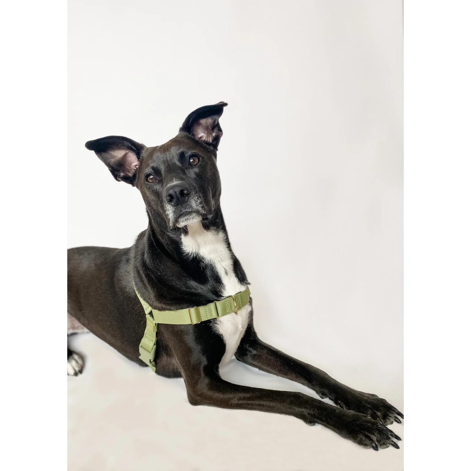 Awoo Roam No Pull Dog Harness 6 Awoo Roam No Pull Dog Harness - Image 6