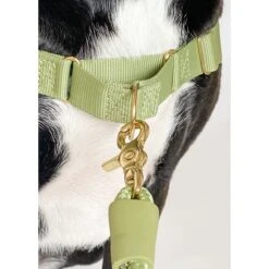 Awoo Roam No Pull Dog Harness 14 Awoo Roam No Pull Dog Harness -PetSafe Kong Shop 363674 PT6. AC SS1800 V1643758768