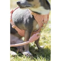 Awoo Huggie Front Clip Dog Harness 15 Awoo Huggie Front Clip Dog Harness -PetSafe Kong Shop 363689 PT6. AC SS1800 V1643760056