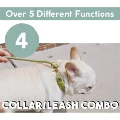 Awoo City Standard Dog Leash, 5-ft Long -PetSafe Kong Shop 363709 PT5. AC SS1800 V1643781981