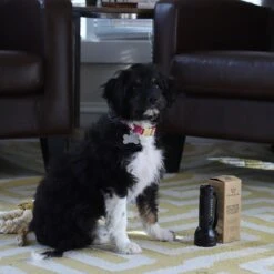 TriNova Dog & Cat Urine Detector, Black, Handheld 15 TriNova Dog & Cat Urine Detector, Black, Handheld -PetSafe Kong Shop 363730 PT6. AC SS1800 V1643911904