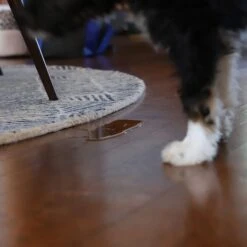 TriNova Dog & Cat Urine Detector, Black, Handheld 16 TriNova Dog & Cat Urine Detector, Black, Handheld -PetSafe Kong Shop 363730 PT7. AC SS1800 V1643912266