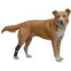 Walkin' Pets Dog Walkin' Hock Hugger, Black