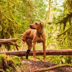 Walkin' Pets Dog Walkin' Hock Hugger, Black -PetSafe Kong Shop 363870 PT4. AC SS1800 V1643927810