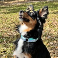 Pawtitas Reflective Martingale Dog Collar -PetSafe Kong Shop 365936 PT7. AC SS1800 V1681754113