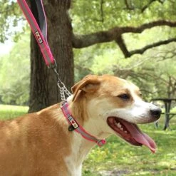 Pawtitas Reflective Chain Martingale Dog Collar -PetSafe Kong Shop 365979 PT8. AC SS1800 V1646074949