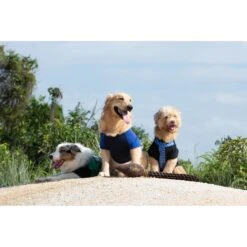 Fetch For Pets Harry Potter Nimbus 2000 Rope Dog Toy -PetSafe Kong Shop 367783 PT5. AC SS1800 V1645221244