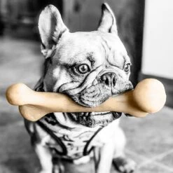 Pet Qwerks Small Holiday Gift Box Dog Toy -PetSafe Kong Shop 369010 PT2. AC SS1800 V1675870593