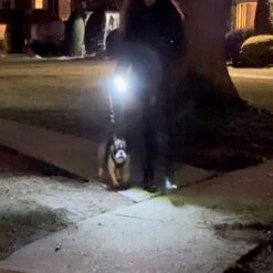 Lightvise Universal Super Bright LED Clamp-On Leash, Collar & Harness Flashlight, Black -PetSafe Kong Shop 369024 PT3. AC SS1800 V1679330730