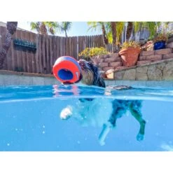 Chuckit! Amphibious Roller Ball Dog Toy, Orange -PetSafe Kong Shop 369040 PT3. AC SS1800 V1645577320