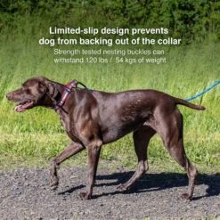 Kurgo Walk About Limited Slip Dog Collar, Multi-color -PetSafe Kong Shop 369351 PT3. AC SS1800 V1647986183