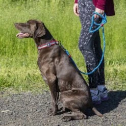 Kurgo Walk About Limited Slip Dog Collar, Multi-color -PetSafe Kong Shop 369351 PT5. AC SS1800 V1647985374