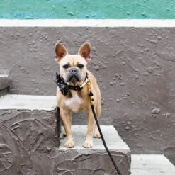 The Foggy Dog Onyx Marine Rope Dog Leash -PetSafe Kong Shop 369824 PT3. AC SS1800 V1646170298