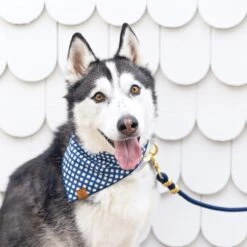 The Foggy Dog Ocean Marine Rope Dog Leash -PetSafe Kong Shop 369825 PT3. AC SS1800 V1646169719