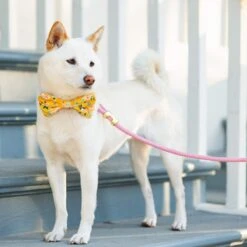 The Foggy Dog Orchid Marine Rope Dog Leash -PetSafe Kong Shop 369829 PT3. AC SS1800 V1646169725