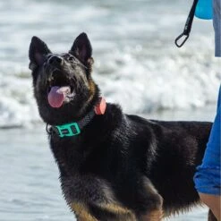 Link My Pet Dog GPS & Activity Tracker With Training Tools & DOOG Dog Collar, Black -PetSafe Kong Shop 370215 PT4. AC SS1800 V1657657434