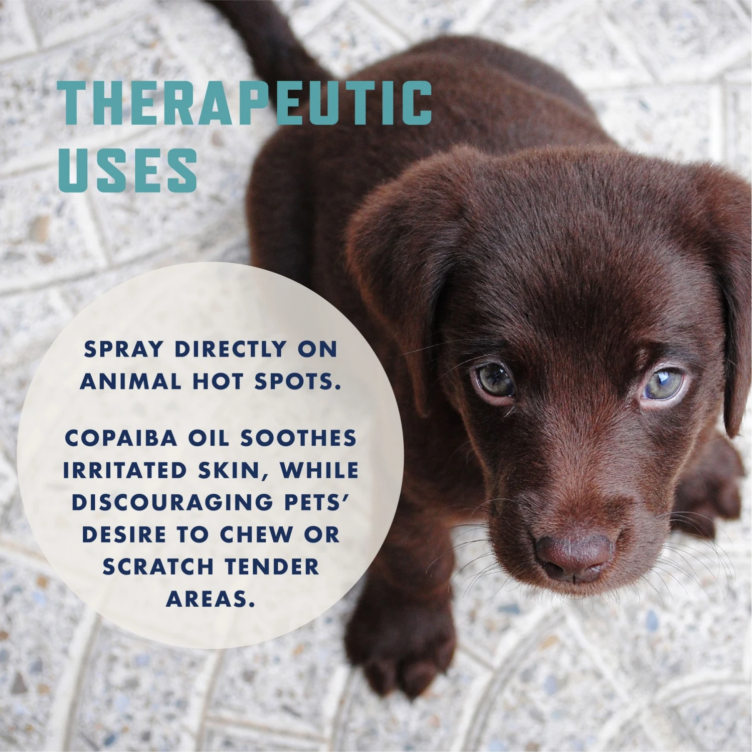 Rocco & Roxie Supply Co. No Chew Extreme Bitter Dog Spray, 8-oz Bottle 6 Rocco & Roxie Supply Co. No Chew Extreme Bitter Dog Spray, 8-oz Bottle - Image 6