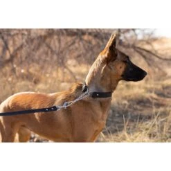 Euro-Dog Modern Leather Martingale Dog Collar -PetSafe Kong Shop 508998 PT3. AC SS1800 V1649821907