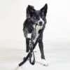 PAIKKA Reflective Visibility Dog Leash
