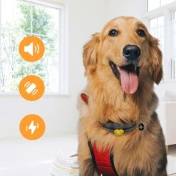 PATPET P320B NFC ID Pet Tag & 1000-ft Remote Dog Training Collar, Black, 2 Count 11 PATPET P320B NFC ID Pet Tag & 1000-ft Remote Dog Training Collar, Black, 2 Count -PetSafe Kong Shop 522862 PT3. AC SS1800 V1668027334