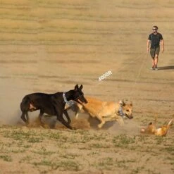 PATPET NFC Pet ID Tag & P920 1300-m Remote Dog Training Electric Shock Collar, Meisai, 2 Count -PetSafe Kong Shop 522910 PT2. AC SS1800 V1668026617