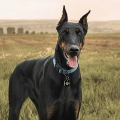 PATPET NFC Pet ID Tag & P920 1300-m Remote Dog Training Electric Shock Collar, Meisai, 2 Count -PetSafe Kong Shop 522910 PT4. AC SS1800 V1668025329