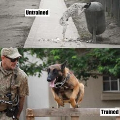 PATPET NFC Pet ID Tag & P920 1300-m Remote Dog Training Electric Shock Collar, Meisai, 2 Count -PetSafe Kong Shop 522910 PT6. AC SS1800 V1657658479